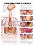 Understanding Diabetes Anatomical Chart